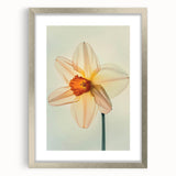 Elegant framed wall art featuring a botanical daffodil design with a silver mat, perfect for enhancing home decor and adding a touch of nature.