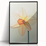 Framed botanical wall art featuring a daffodil design on a black background, showcasing vibrant yellow flowers with intricate details, ideal for home decor.