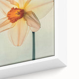 Close-up of a framed canvas featuring vibrant daffodil botanical design, showcasing intricate details and bright colors, perfect for home decor enhancement.