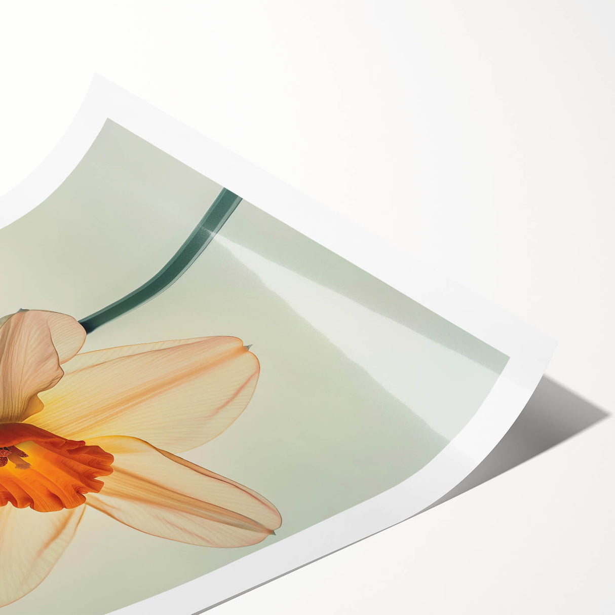 Daffodil botanical wall art print showcasing vibrant yellow flowers with green leaves, elegantly rolled for easy display and shipping, perfect for home decor.