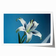 Bright yellow daffodil botanical wall art print, beautifully rolled for easy framing, showcasing intricate floral details against a soft white background.