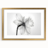 Gold-framed wall art featuring a botanical daffodil design with a white mat, perfect for home decor, adding a touch of elegance and nature-inspired beauty. This framed piece showcases detailed floral illustrations, ideal for brightening living spaces.