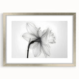 Elegant botanical wall art featuring a silver-framed daffodil design with a white mat, perfect for home decor or gallery display. Ideal for nature lovers and floral enthusiasts.