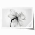 Botanical wall art featuring a vibrant daffodil design in soft pastel colors, elegantly rolled for easy display and storage, perfect for home decor enthusiasts.