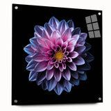 Dahlia botanical wall art design displayed in acrylic glass, showcasing vibrant colors and intricate details, perfect for modern home decor.