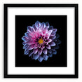 Black-framed botanical wall art showcasing a vibrant dahlia design, beautifully matted for a polished look, ideal for home decor enthusiasts and flower lovers.