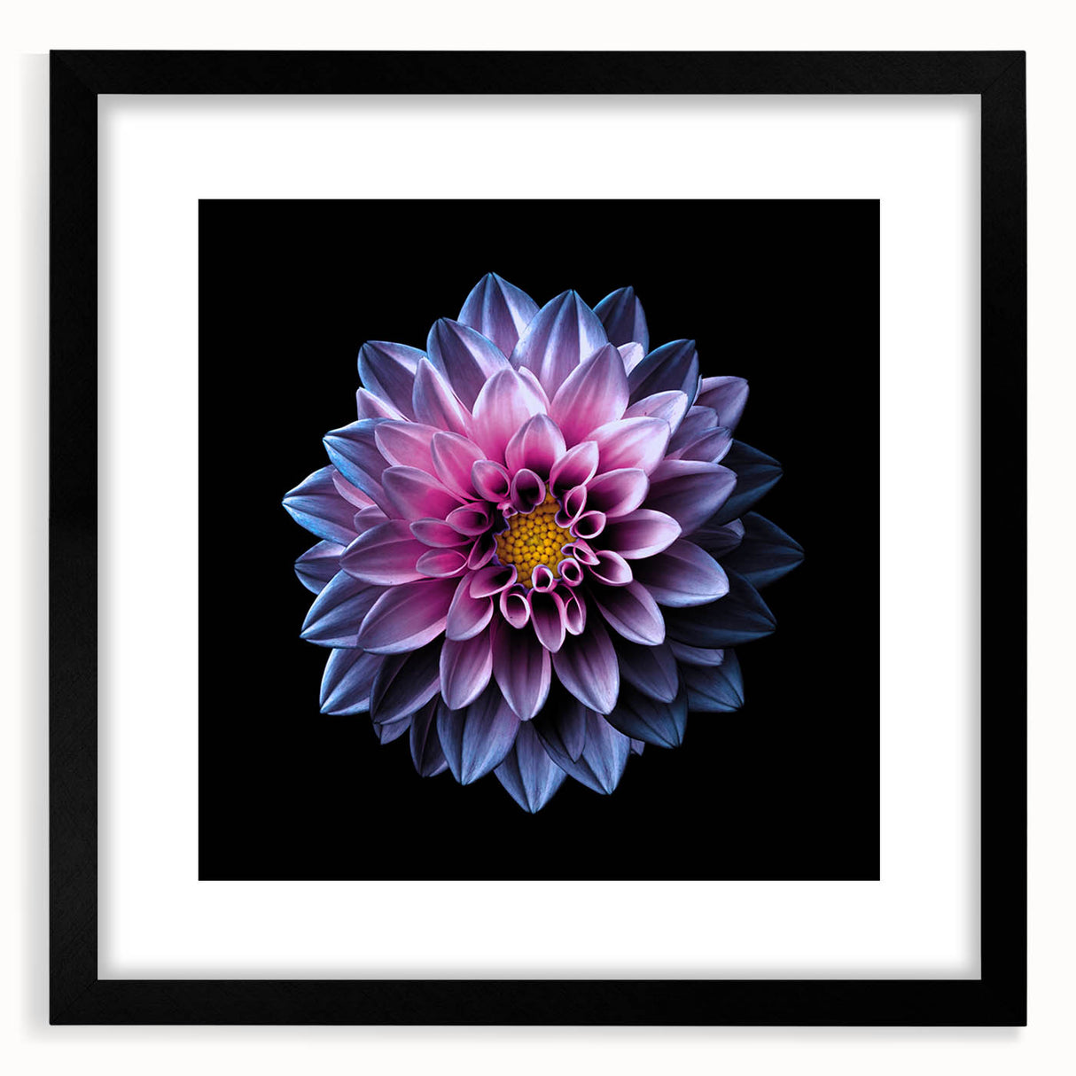Black-framed botanical wall art showcasing a vibrant dahlia design, beautifully matted for a polished look, ideal for home decor enthusiasts and flower lovers.