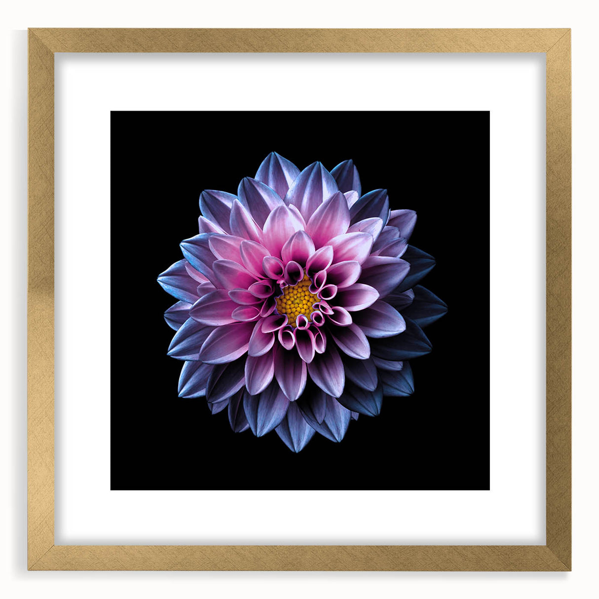 Beautiful botanical wall art design featuring a dahlia flower, framed in gold with a white mat, perfect for adding elegance to any decor. Ideal for floral-themed interiors.
