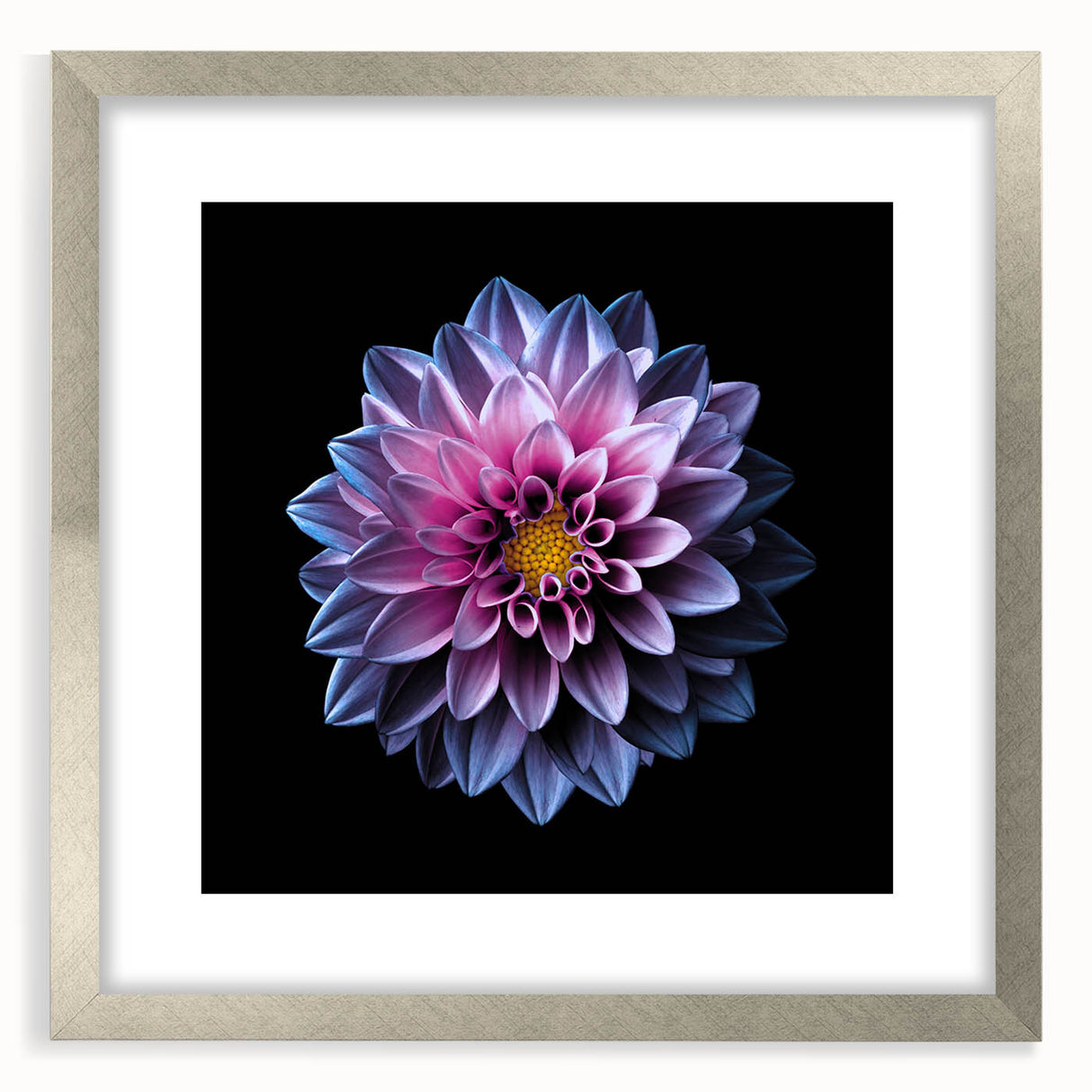Botanical dahlia wall art design framed in silver with a mat, showcasing vibrant floral colors and intricate details, ideal for home decor enhancement.