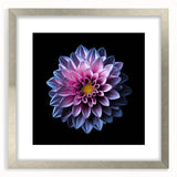 Botanical dahlia wall art design framed in silver with a mat, showcasing vibrant floral colors and intricate details, ideal for home decor enhancement.