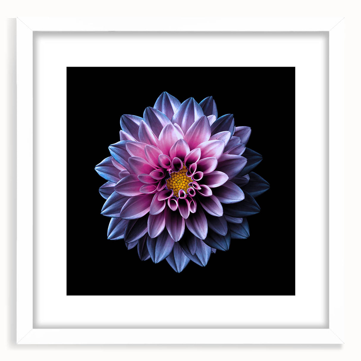 Elegant botanical wall art featuring a vibrant dahlia design in a white frame with a mat, perfect for home decor in any modern setting. Ideal for flower enthusiasts.