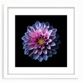 Elegant botanical wall art featuring a vibrant dahlia design in a white frame with a mat, perfect for home decor in any modern setting. Ideal for flower enthusiasts.
