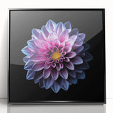 Framed wall art showcasing a botanical dahlia design in vibrant colors, featuring a sleek black frame, perfect for adding a touch of elegance to home decor.