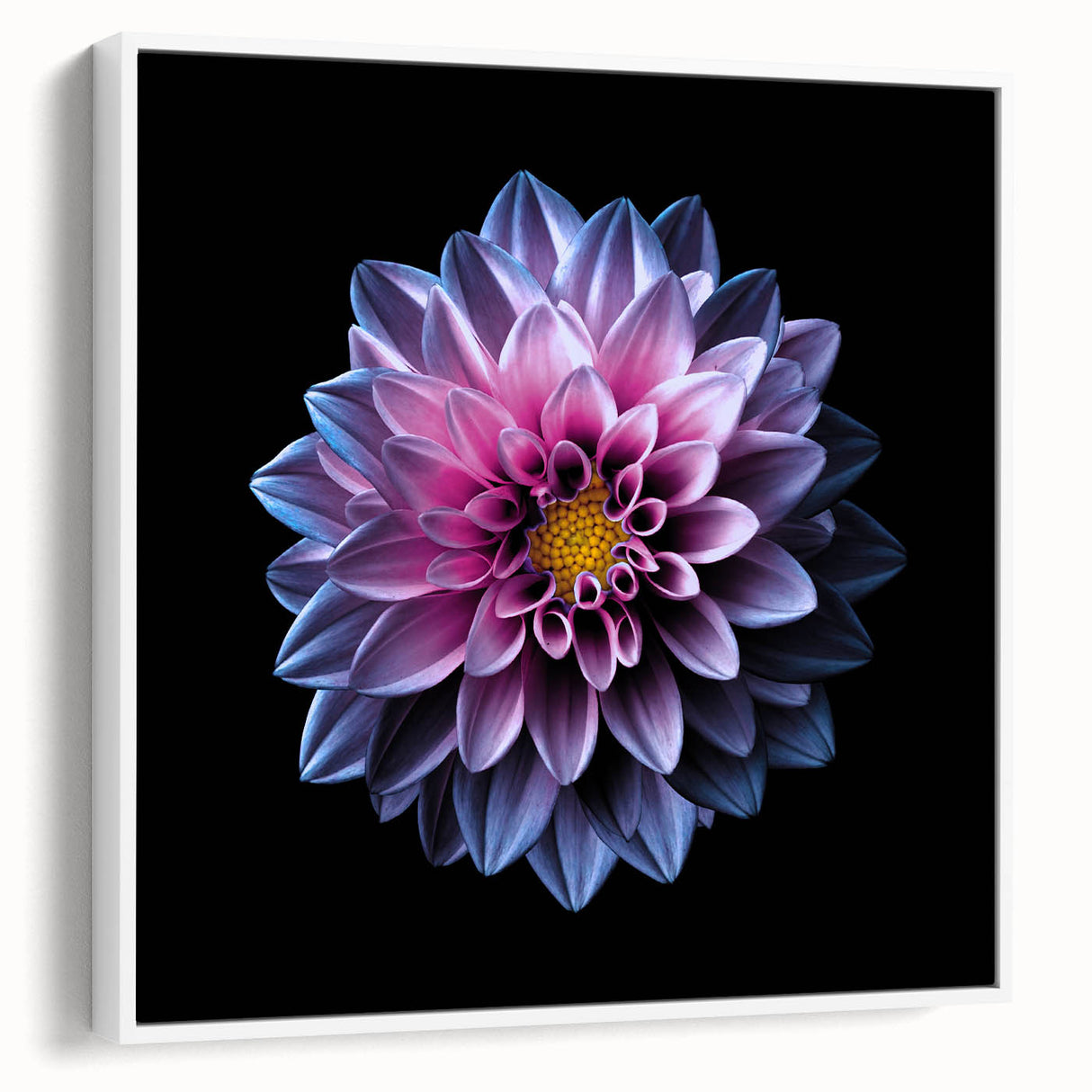 Framed botanical wall art showcasing a vibrant dahlia design on a white background, highlighting intricate petals and natural beauty, perfect for home decor.