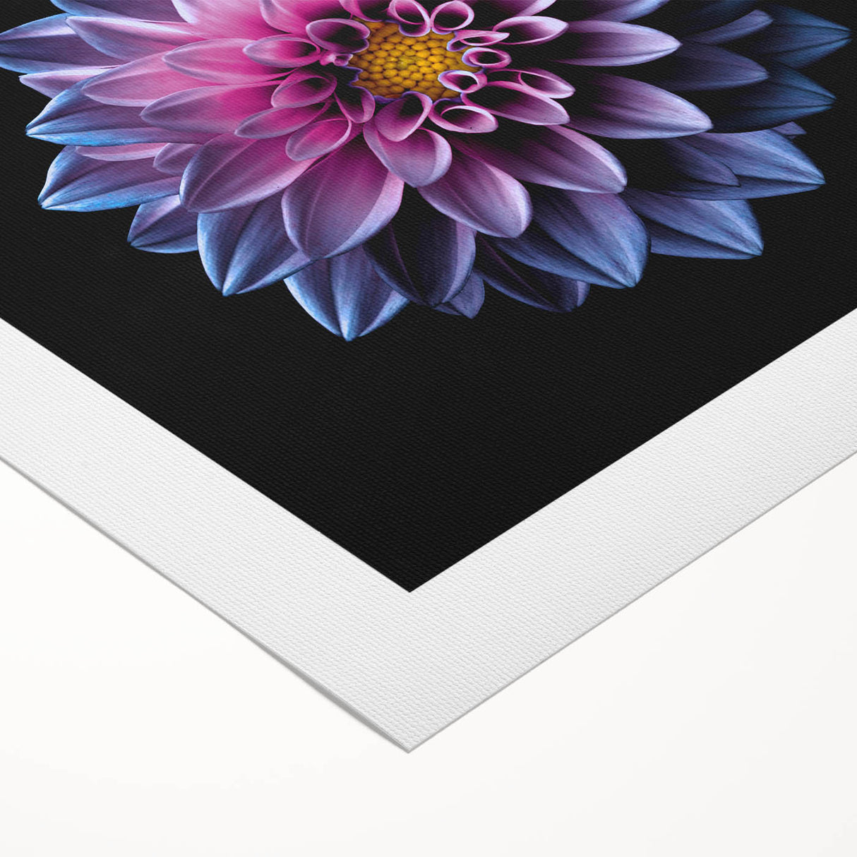 Vibrant rolled canvas wall art featuring a botanical dahlia design in rich colors, ideal for enhancing home decor and adding a floral touch to interiors.