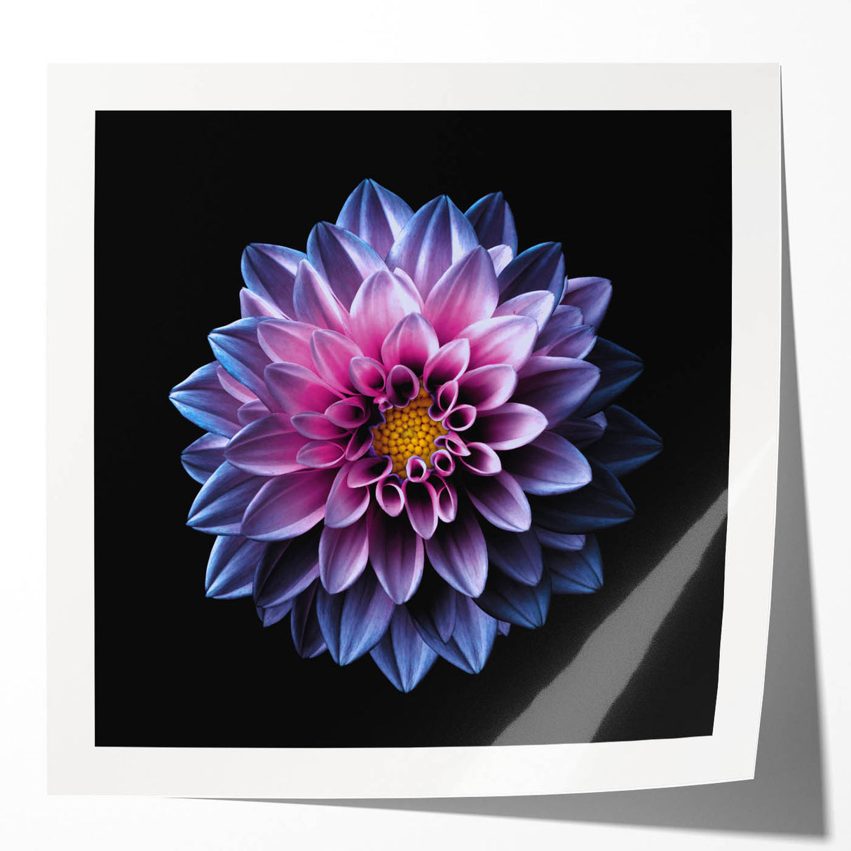 Vibrant botanical dahlia design wall art print showcasing rich colors and intricate details, perfect for home decor enthusiasts. Ideal for floral art lovers.