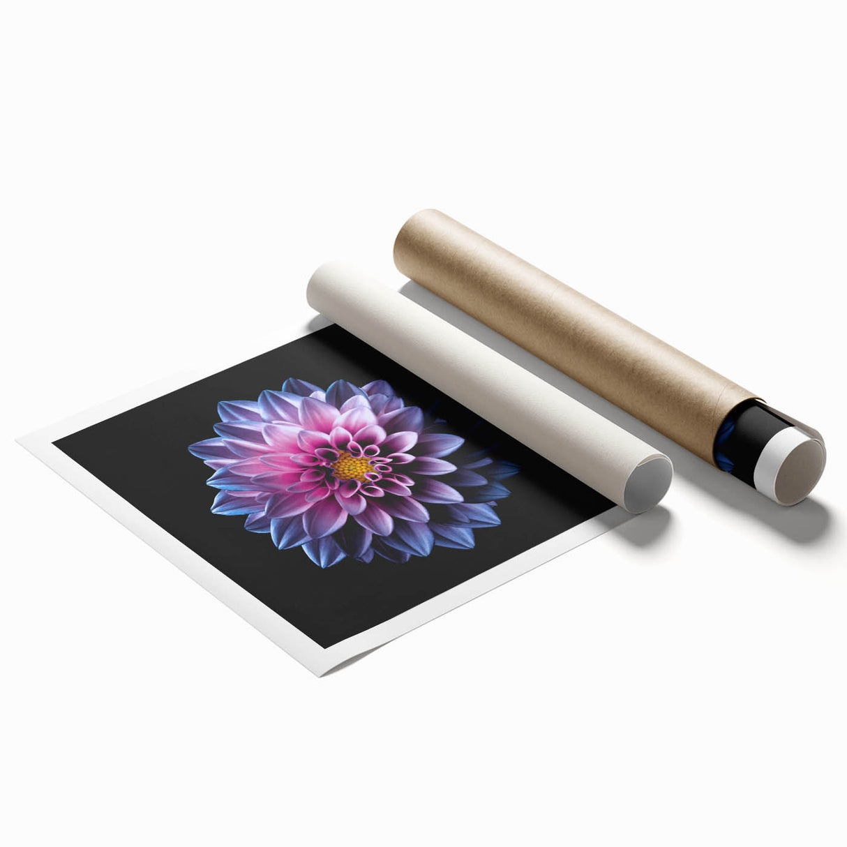 Botanical dahlia design wall art print showcasing vibrant pink and yellow flowers on a white background, ideal for home decor, packaged in a protective roll.