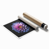 Botanical dahlia design wall art print showcasing vibrant pink and yellow flowers on a white background, ideal for home decor, packaged in a protective roll.