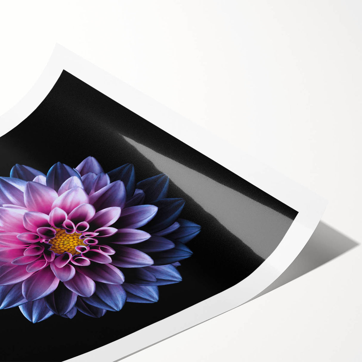 Botanical dahlia design wall art rolled print featuring vibrant pink and yellow flowers against a soft white background, perfect for home decor enthusiasts.