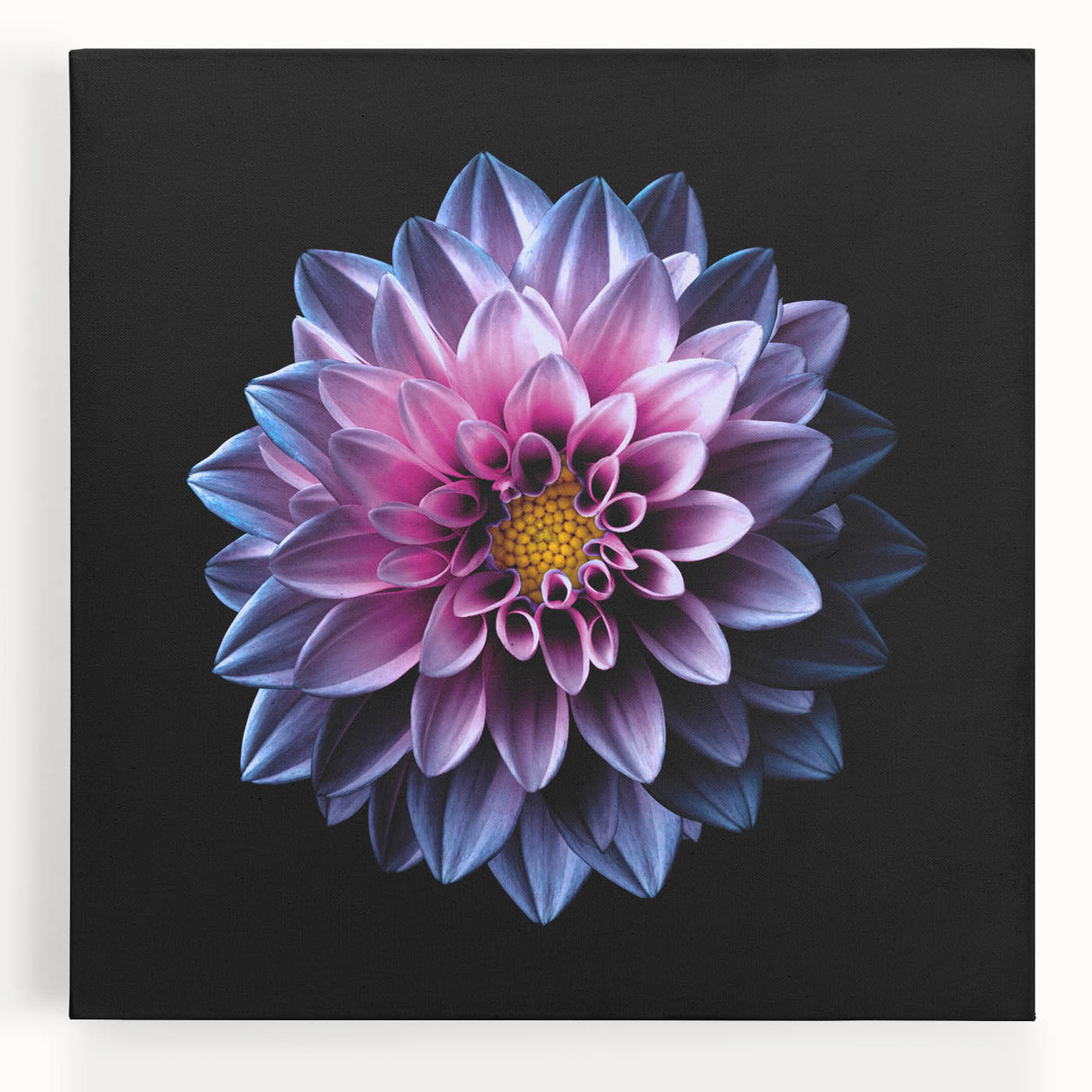 Vibrant dahlia flower design on stretched canvas wall art, showcasing rich colors and intricate details, perfect for home decor and botanical enthusiasts.