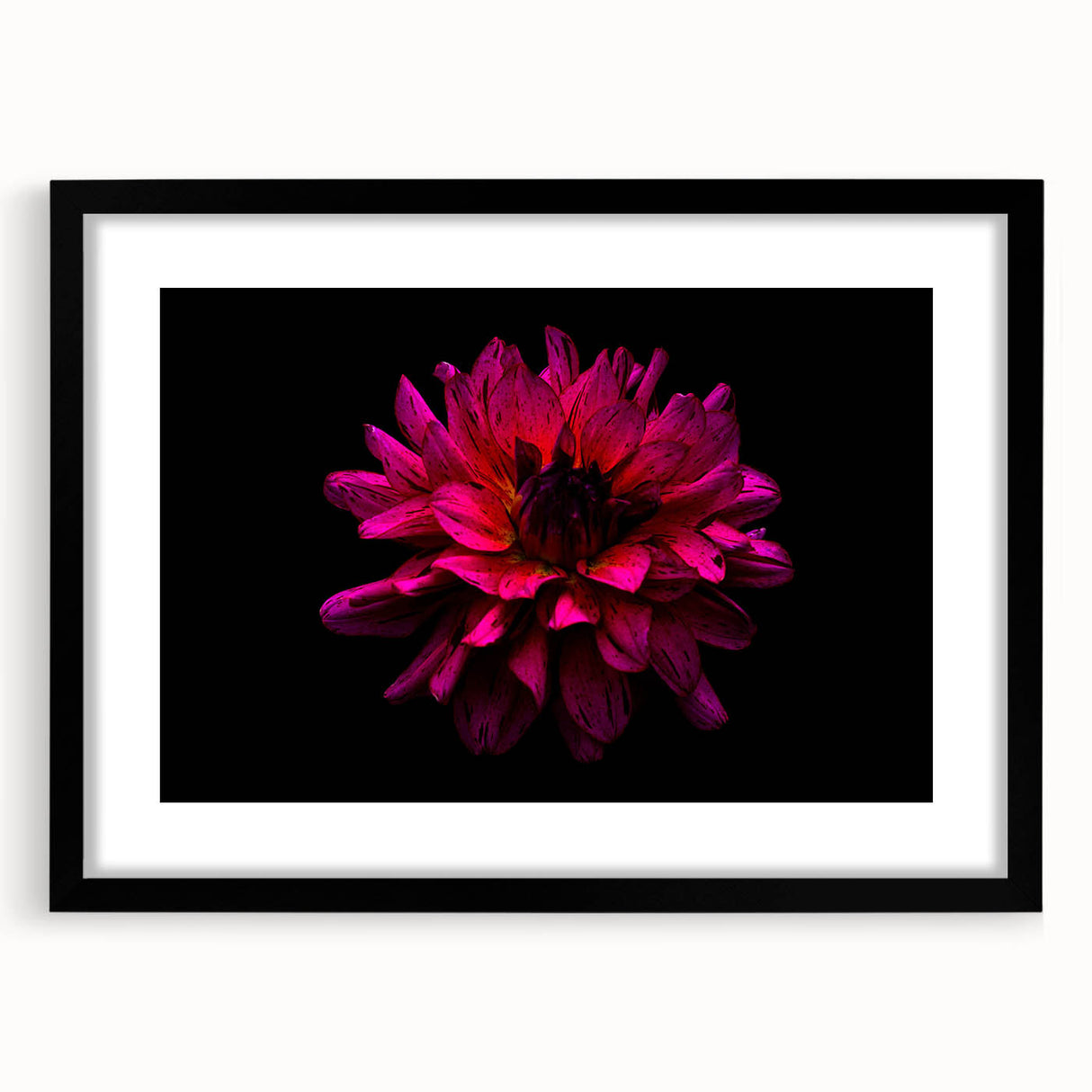 Black-framed wall art showcasing a botanical dahlia design with intricate floral details, set against a white background, perfect for home decor or gifting.