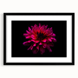 Black-framed wall art showcasing a botanical dahlia design with intricate floral details, set against a white background, perfect for home decor or gifting.