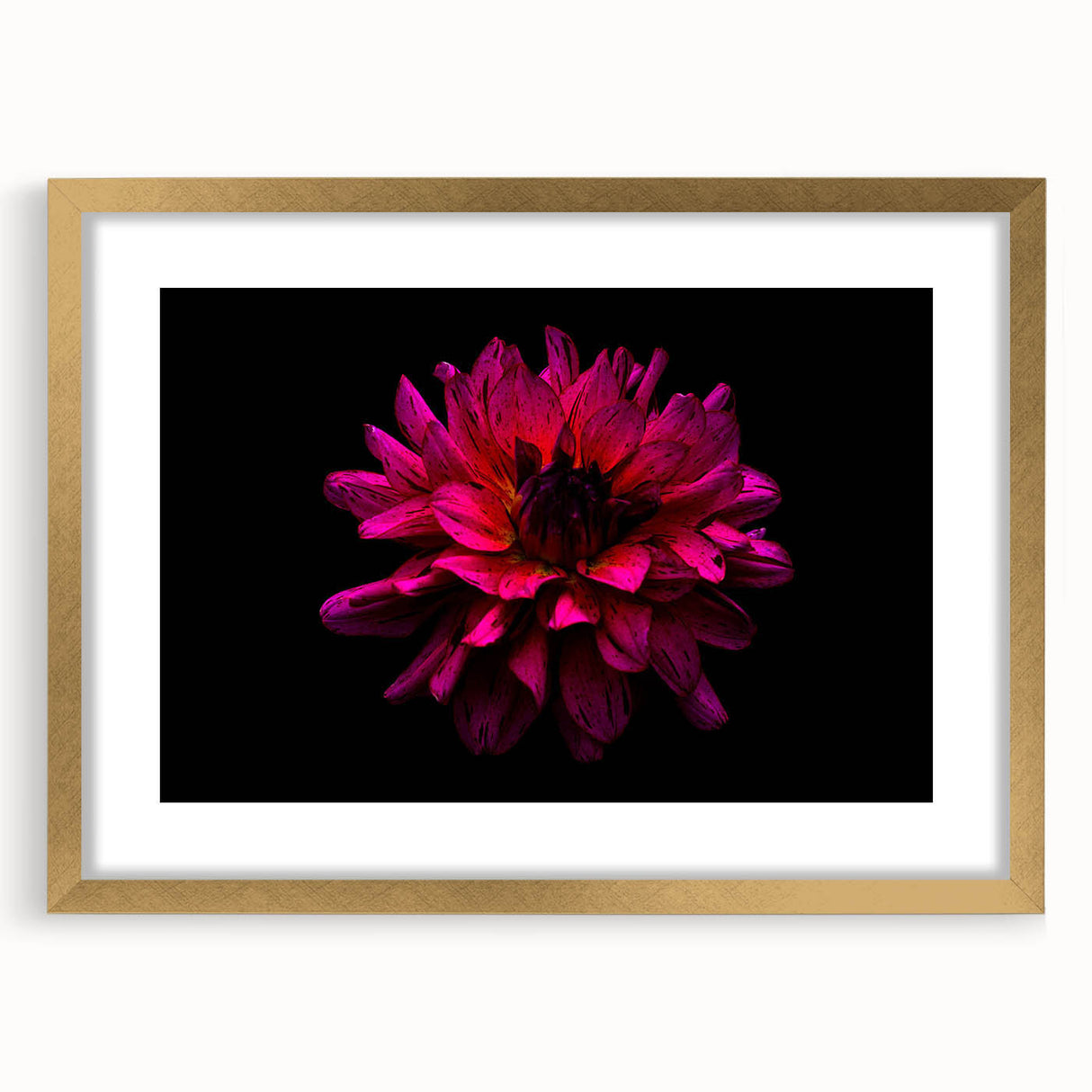 Botanical art print featuring a gold-framed dahlia design with a white mat, showcasing vibrant floral colors perfect for home decor enhancement.