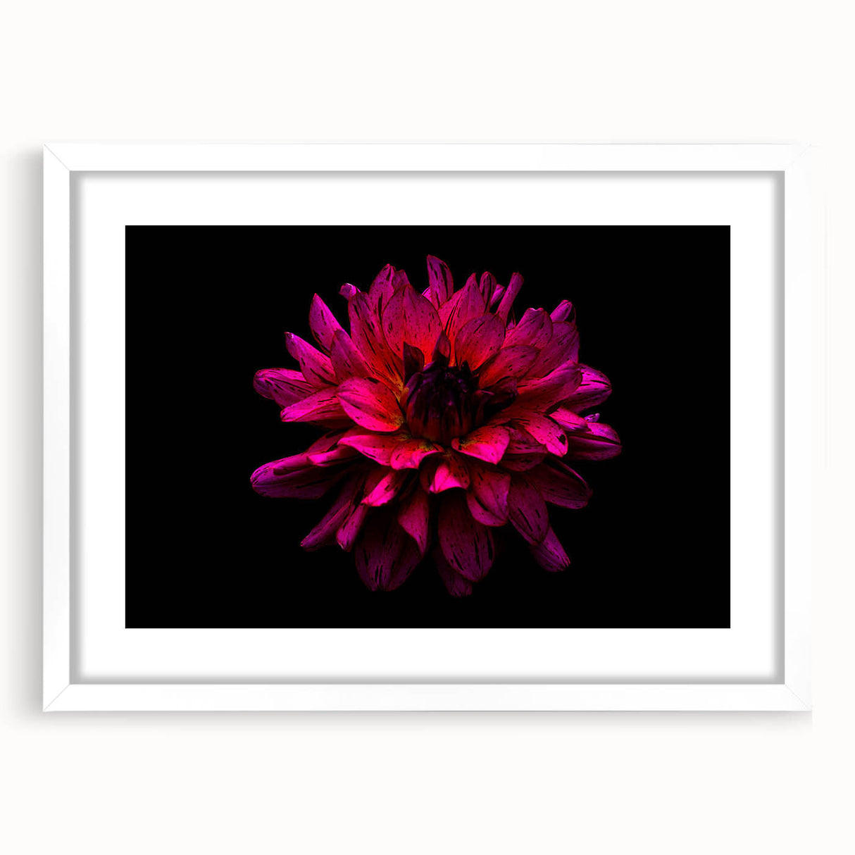 Framed botanical wall art featuring a stunning dahlia design with a white mat, ideal for home decor. The elegant frame enhances the floral artwork's beauty.