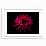 Framed botanical wall art featuring a stunning dahlia design with a white mat, ideal for home decor. The elegant frame enhances the floral artwork's beauty.