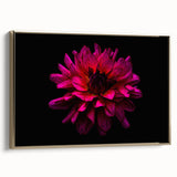 Framed botanical wall art showcasing a stunning dahlia design in vibrant colors, featuring a gold frame. Ideal for home decor and floral enthusiasts.
