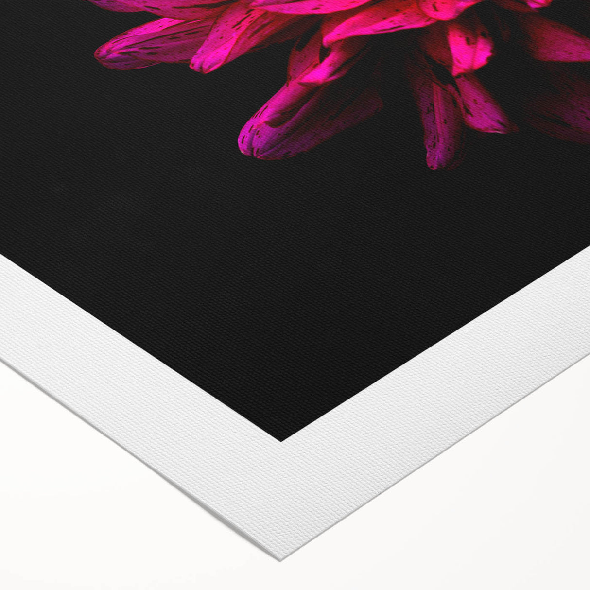 Rolled canvas featuring a vibrant botanical dahlia design with rich colors, ideal for home decor or art collection, presented in a protective cardboard tube.