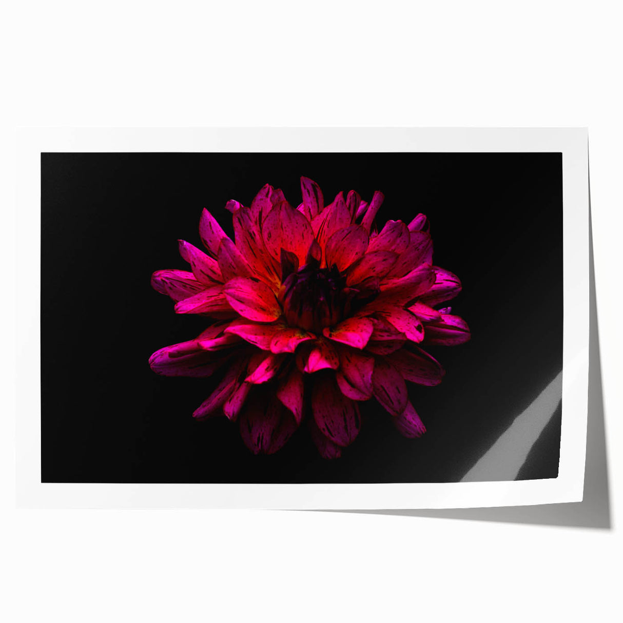 Vibrant botanical dahlia wall art print showcasing intricate floral details in soft pink and yellow hues, rolled for easy framing and display. Perfect for home decor enthusiasts.