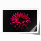 Vibrant botanical dahlia wall art print showcasing intricate floral details in soft pink and yellow hues, rolled for easy framing and display. Perfect for home decor enthusiasts.