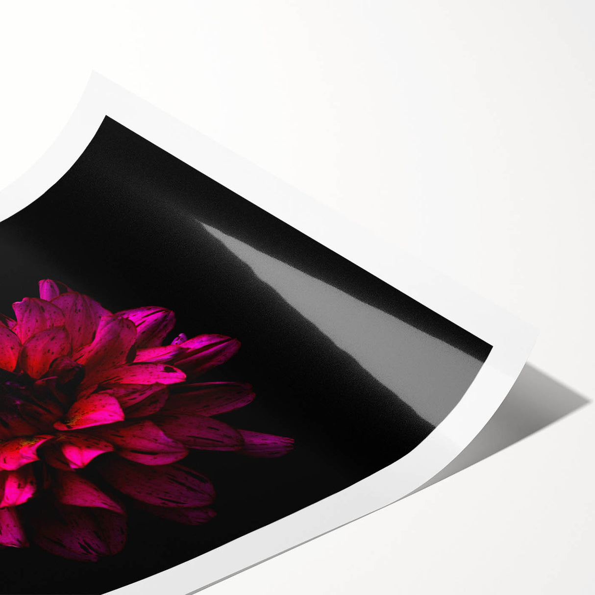 Vibrant dahlia flower wall art print showcasing intricate botanical details in rich colors, perfect for home decor. Ideal for flower enthusiasts and art lovers.
