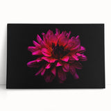 Vibrant botanical dahlia design wall art on stretched canvas, showcasing rich colors and intricate floral details, perfect for home decor or gifting.