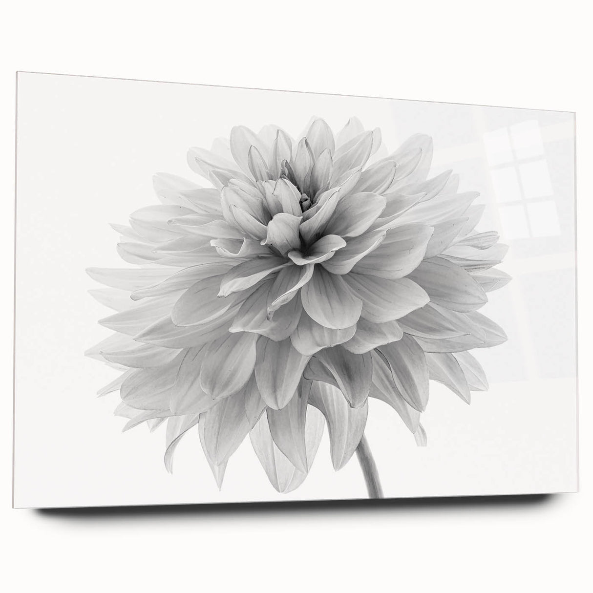 Dahlia botanical wall art design displayed in a sleek acrylic frame, showcasing vibrant colors and intricate floral details, ideal for home decor enhancement.