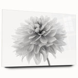 Dahlia botanical wall art design displayed in a sleek acrylic frame, showcasing vibrant colors and intricate floral details, ideal for home decor enhancement.