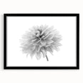 Botanical dahlia wall art collection showcasing a framed print with a black mat, highlighting intricate flower details and vibrant colors, perfect for home decor.
