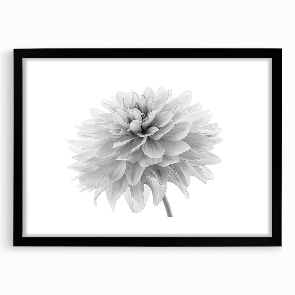 Botanical dahlia wall art collection showcasing a framed print with a black mat, highlighting intricate flower details and vibrant colors, perfect for home decor.