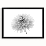 Botanical dahlia wall art collection showcasing a framed print with a black mat, highlighting intricate flower details and vibrant colors, perfect for home decor.