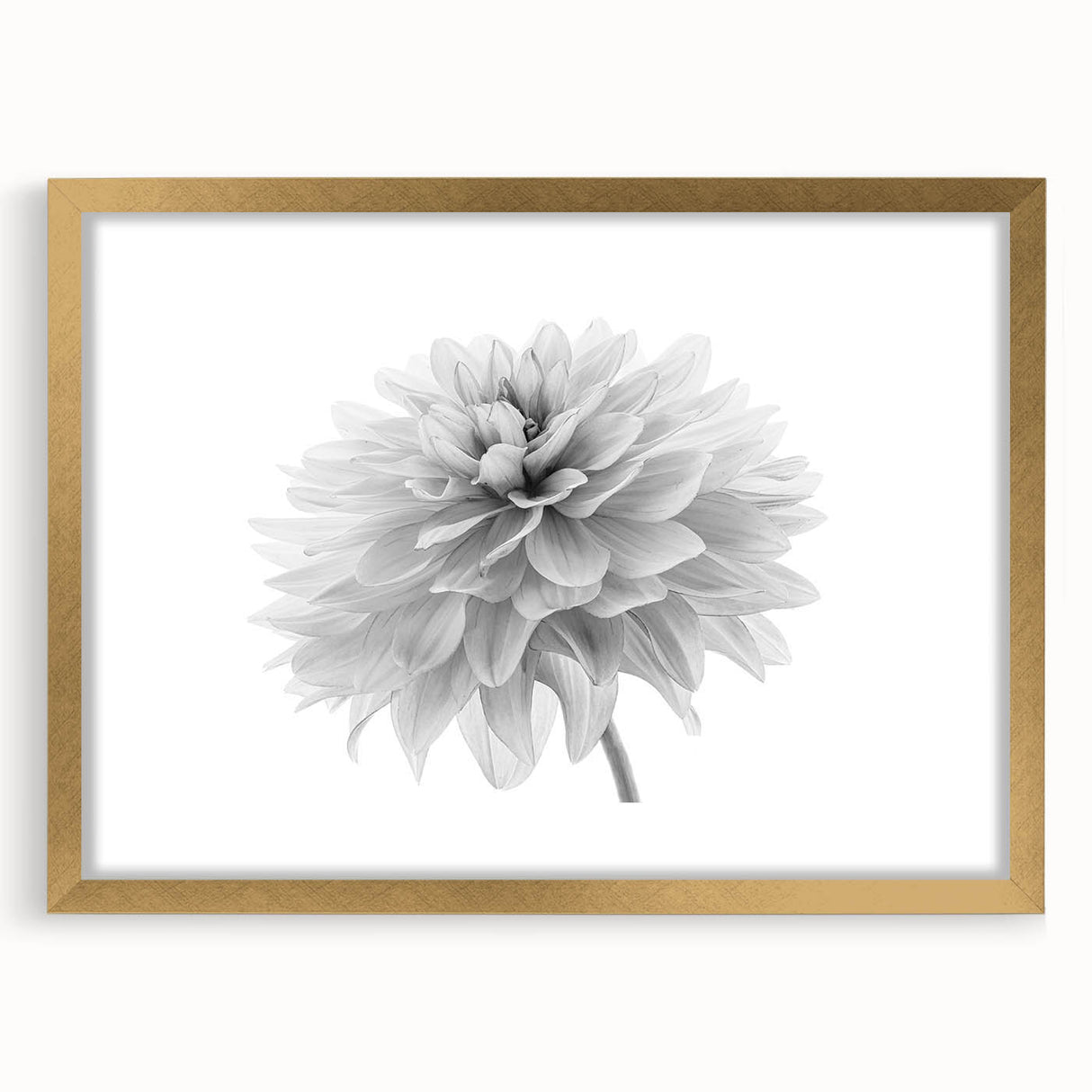 Dahlia floral wall art design in a gold frame with matting, showcasing vibrant colors and intricate details, perfect for home decor enhancement.