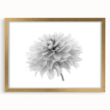 Dahlia floral wall art design in a gold frame with matting, showcasing vibrant colors and intricate details, perfect for home decor enhancement.