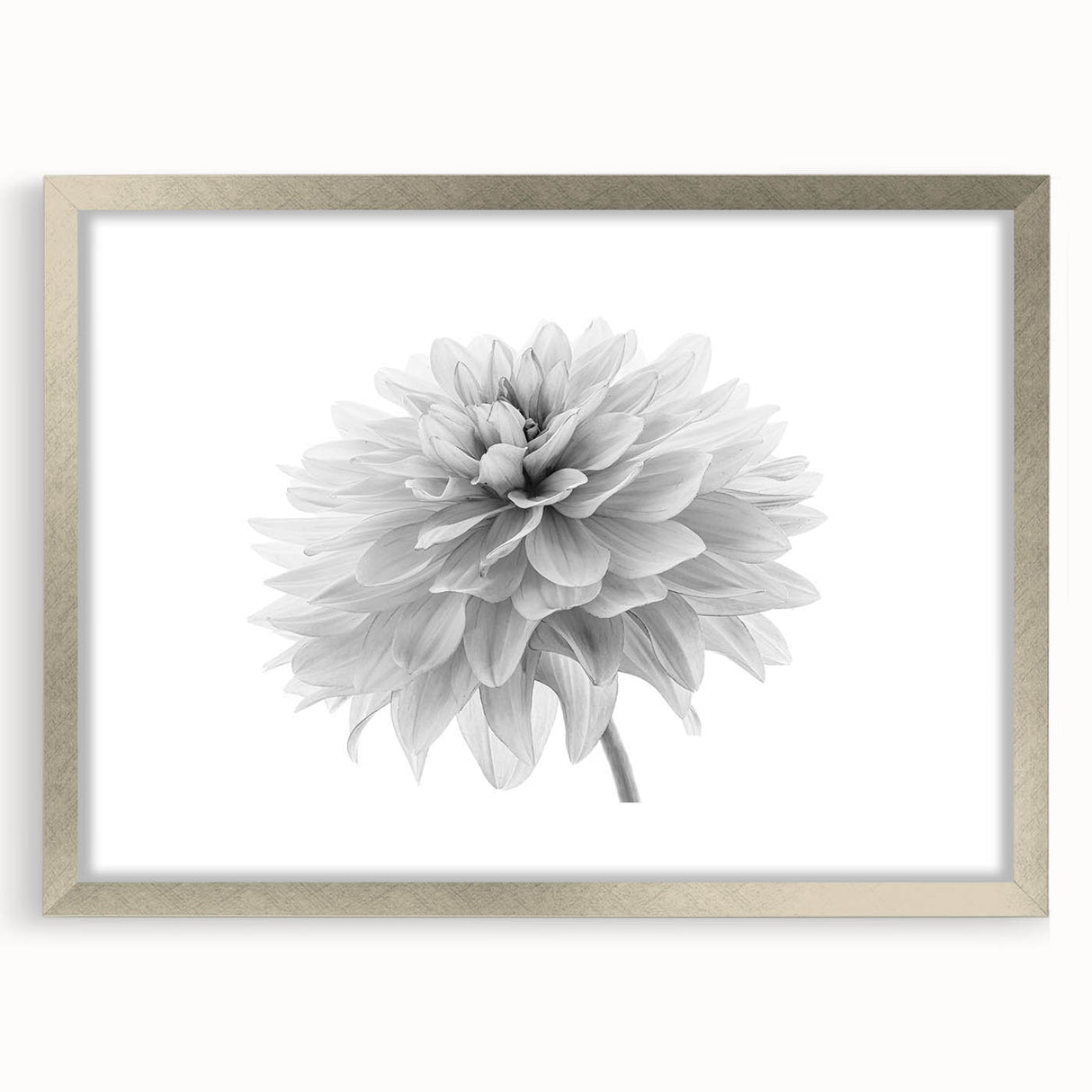 Framed botanical wall art featuring a vibrant dahlia design, elegantly displayed with a silver mat and frame, perfect for enhancing home decor and adding a touch of nature.