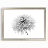 Framed botanical wall art featuring a vibrant dahlia design, elegantly displayed with a silver mat and frame, perfect for enhancing home decor and adding a touch of nature.