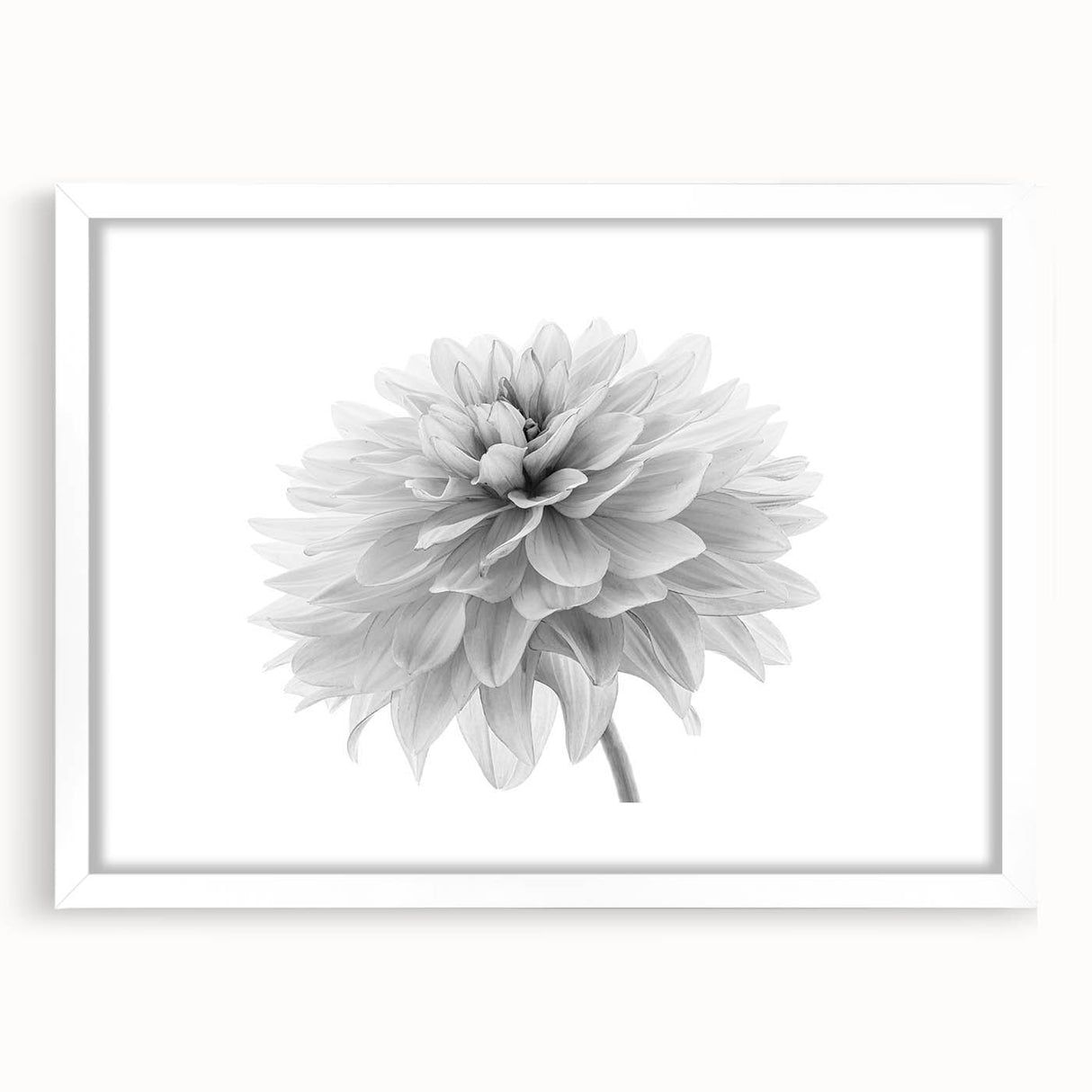 Botanical dahlia wall art collection framed with a white mat, showcasing intricate flower designs in soft pastel colors, perfect for home decor enhancement.