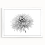 Botanical dahlia wall art collection framed with a white mat, showcasing intricate flower designs in soft pastel colors, perfect for home decor enhancement.