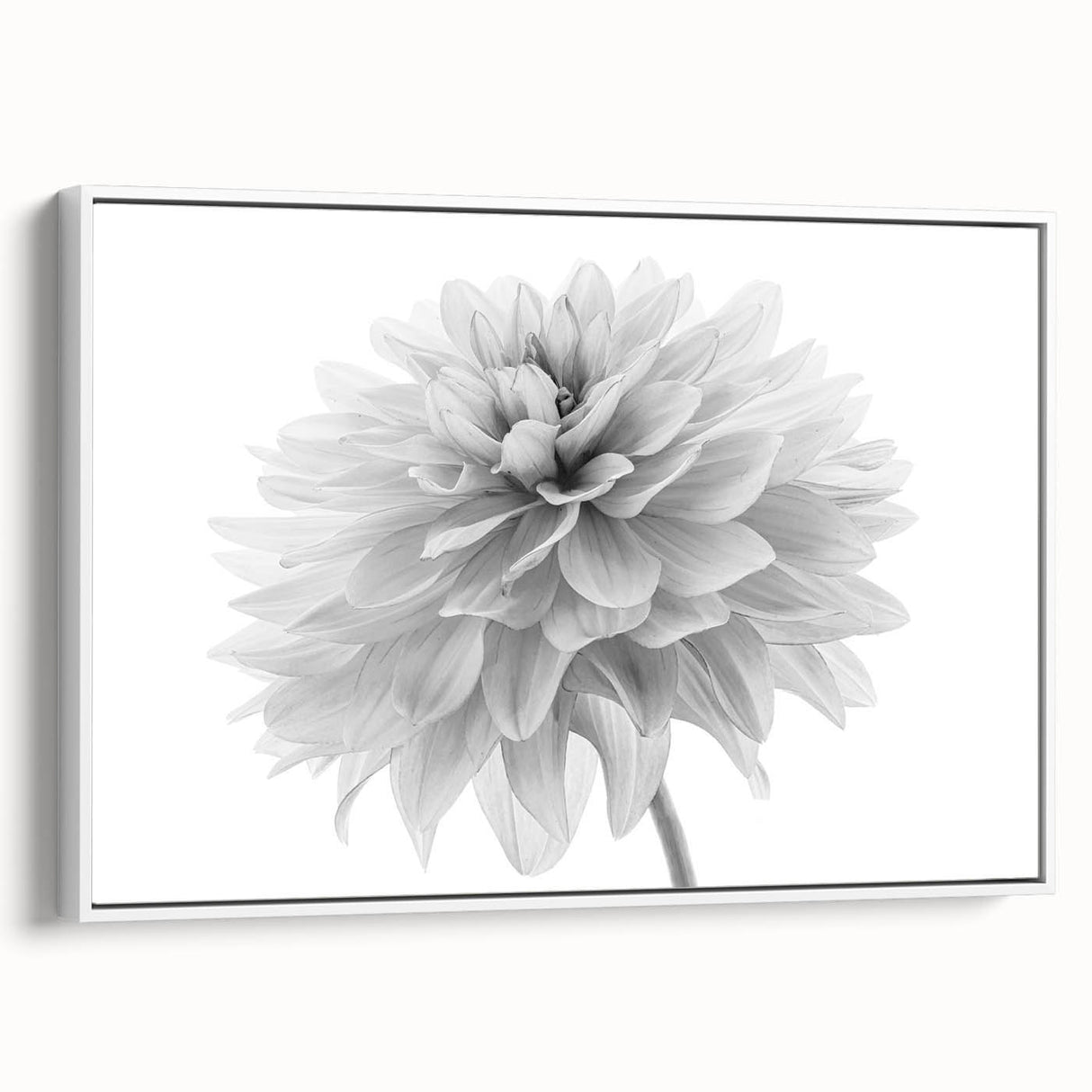 Framed botanical wall art featuring a dahlia design in soft pinks and whites, elegantly displayed from the side against a bright background, perfect for home decor.