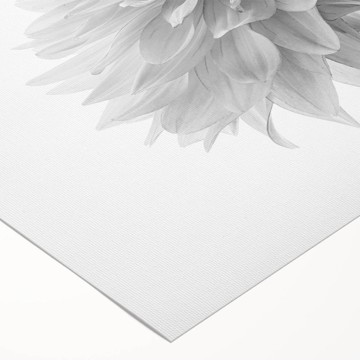 Vibrant botanical dahlia wall art on rolled canvas, showcasing intricate floral details in rich colors, ideal for home decor and art enthusiasts.