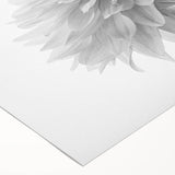 Vibrant botanical dahlia wall art on rolled canvas, showcasing intricate floral details in rich colors, ideal for home decor and art enthusiasts.