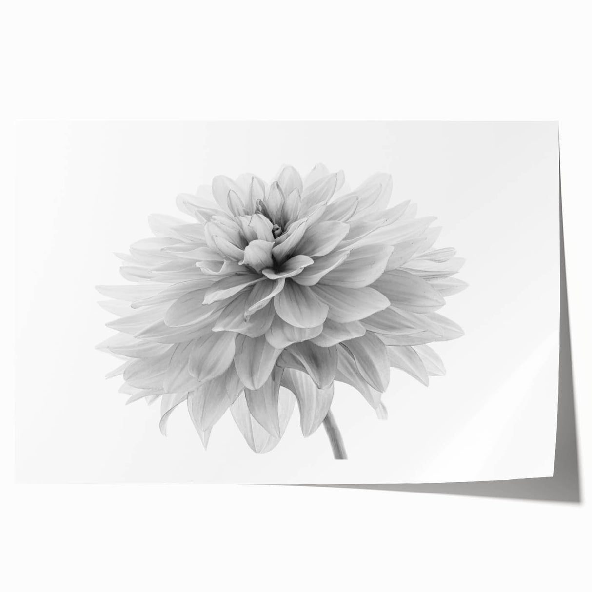 Botanical wall art print of a vibrant dahlia flower design, showcasing intricate details and rich colors, ideal for home decor or floral-themed interiors.